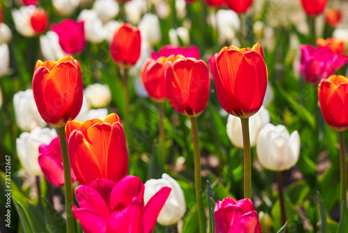 Spring background with red tulips flowers. beautiful blossom tulips field. spring time  copy space