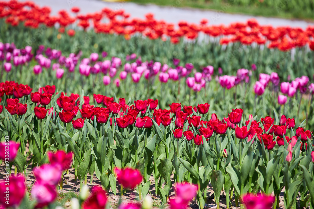 Tulip field with rows of different color