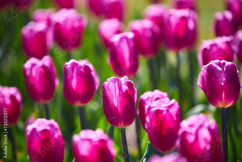 Triumph tulips Tulipa Purple Flag bloom in a garden