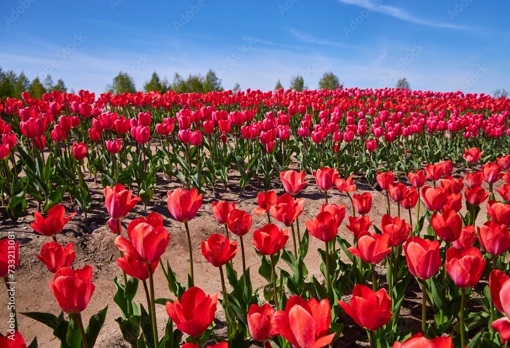 Group of red tulips in the park.