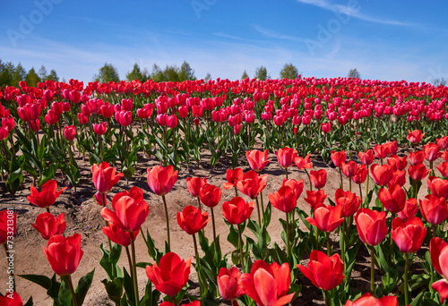 Group of red tulips in the park.