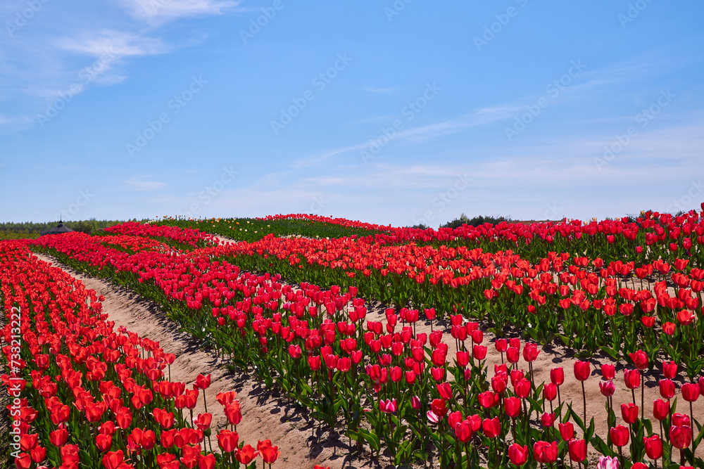 Scenic View Of Red Flowering Field Against Sky