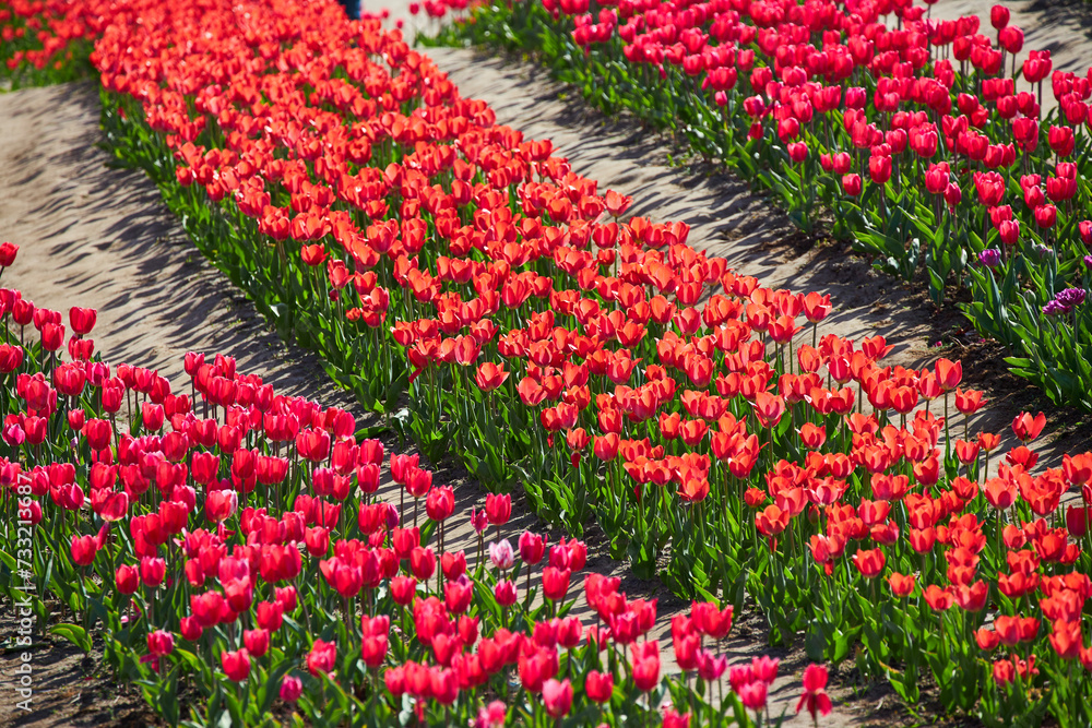 Tulip field with rows of different color Tulip field with rows of different color