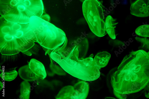 Schilderij op canvas jellyfish glowing green on a black background