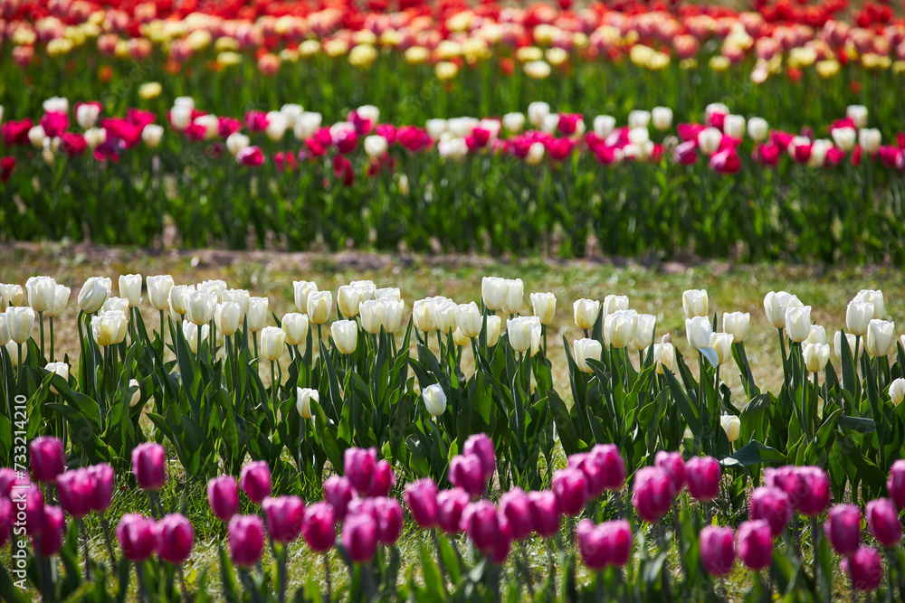 Flower bed with colorful tulips. Tulip flowers in blooming park.