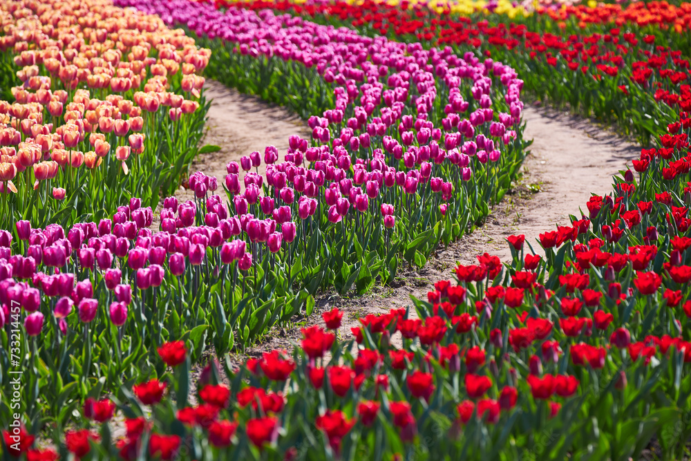 Flower bed with colorful tulips. Tulip flowers in blooming park.