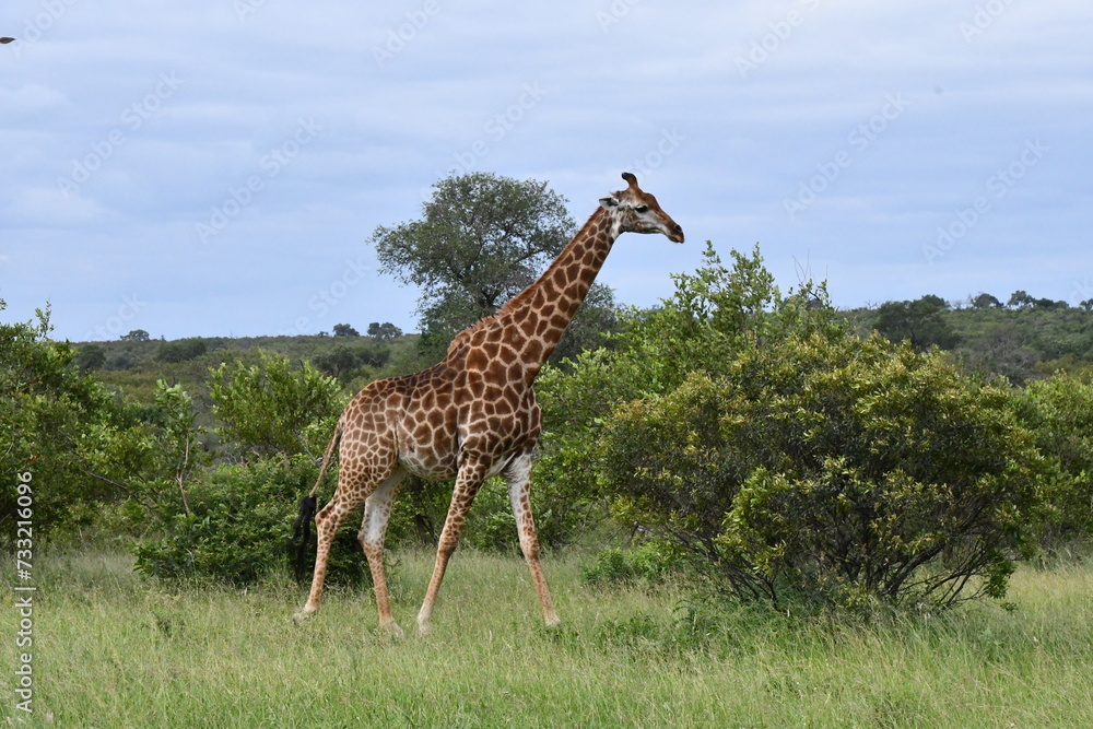Obraz premium Giraffe in Kruger National Park | Safari | South Africa