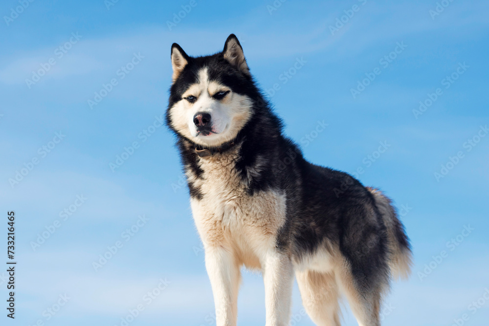 Majestic Siberian Husky Against Blue Sky Majestic Siberian Husky Against Blue Sky