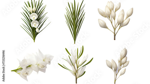 Yucca Set: Transparent Background Isolated Plants for Modern Garden Design & Perfume Branding - Essential Oils Art Collection.