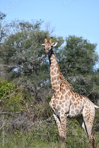 Photography Giraffe in Kruger National Park | Safari | South Africa