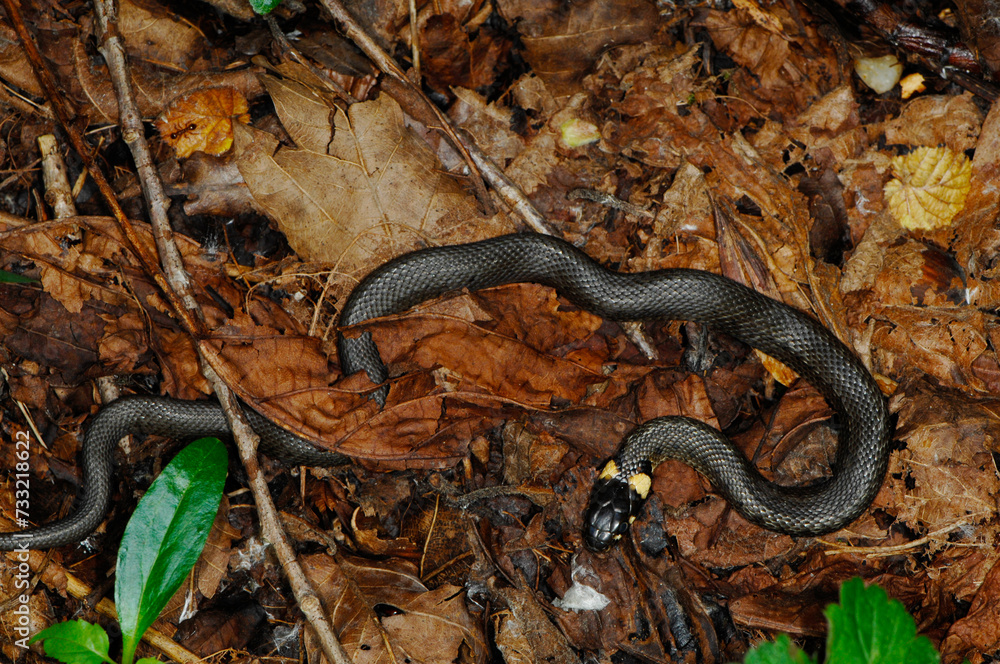 Obraz premium Ringelnatter, Natrix natrix