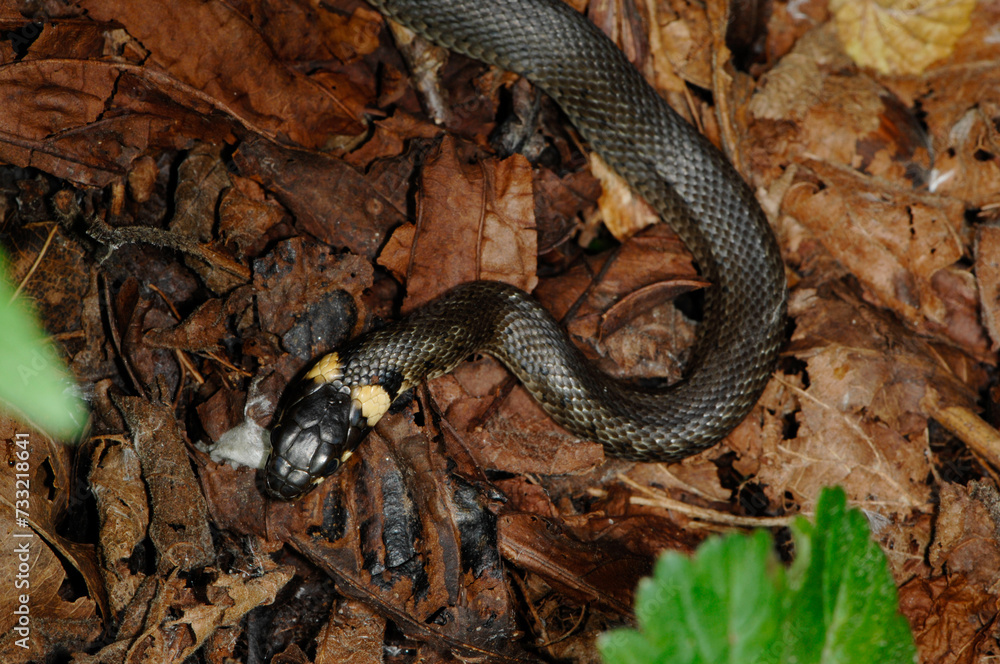 Obraz premium Ringelnatter, Natrix natrix