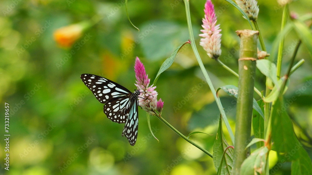 closeup of Ideopsis vulgaris (blue glassy tiger) (blue tiger) butterfly on purple-red Wild Coxcomb (Celosia argentea) flower with green bokeh background closeup of Ideopsis vulgaris (blue glassy tiger) (blue tiger) butterfly on purple-red Wild Coxcomb (Celosia argentea) flower with green bokeh background