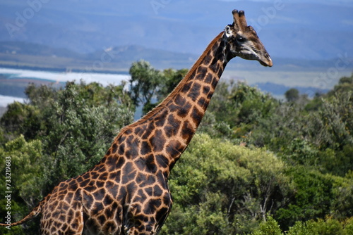 Giraffe in Kruger National Park   Safari   South Africa