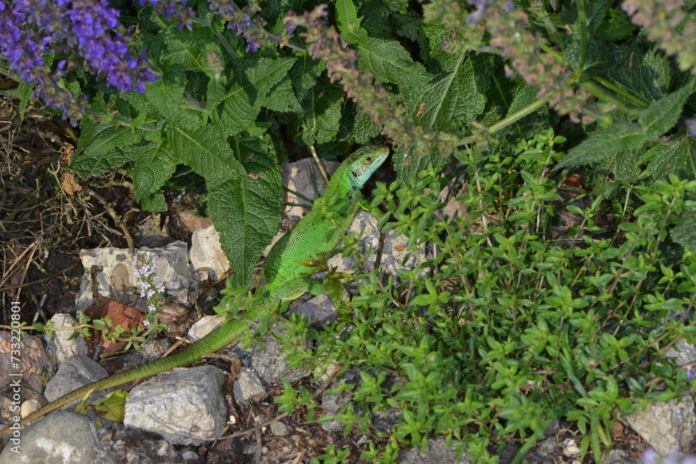 Westliche Smaragdeidechse, Lacerta bilineata