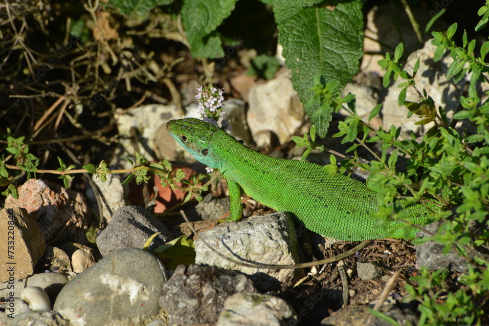 Westliche Smaragdeidechse, Lacerta bilineata Westliche Smaragdeidechse, Lacerta bilineata