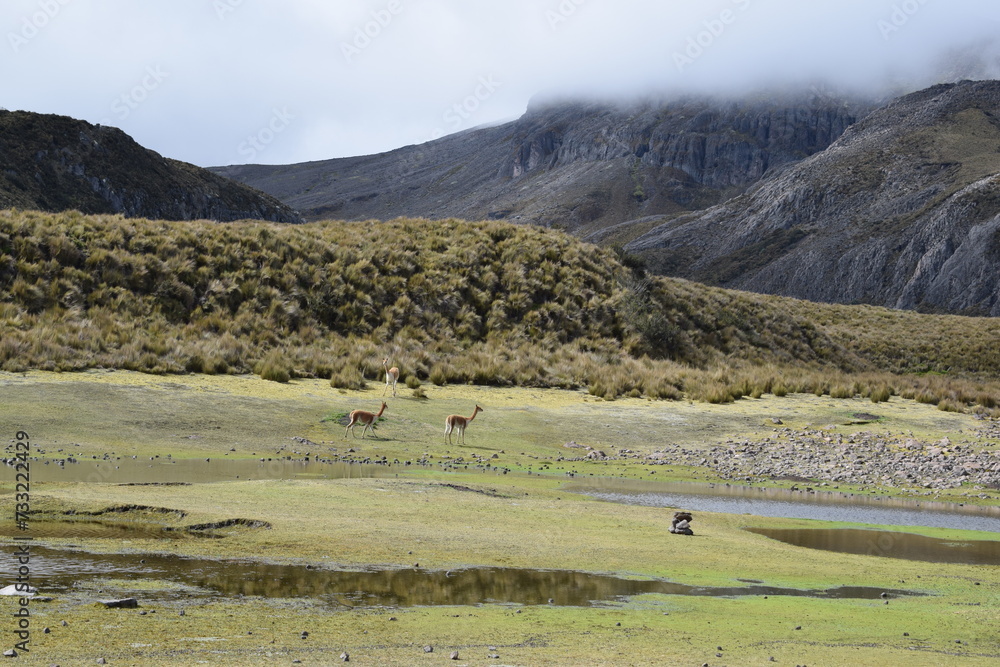 Landscape Andean. Chimborazo Ecuador