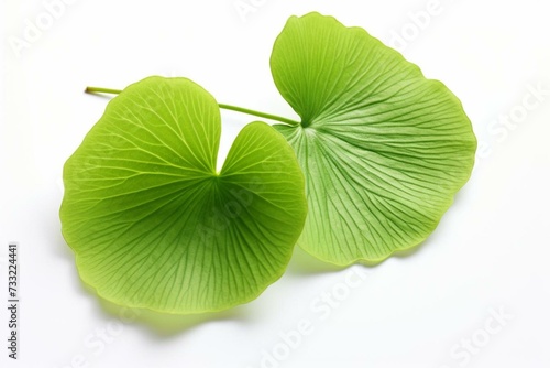 A green gotu kola leaf on a white background. Generative AI photo