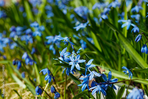 Closeup of blooming blue scilla luciliae flowers in sunny day. First spring bulbous plants. Selective focus with bokeh effect.