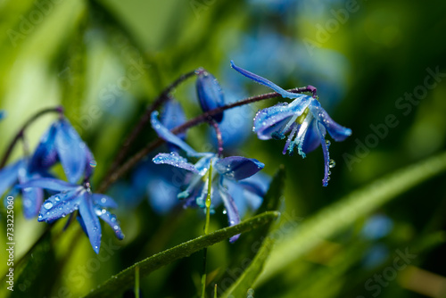 Closeup of blooming blue scilla luciliae flowers with raindrops in sunny day. First spring bulbous plants. Selective focus with bokeh effect.