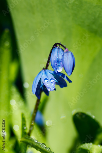 Closeup of blooming blue scilla luciliae flowers with raindrops in sunny day. First spring bulbous plants. Selective focus with bokeh effect.