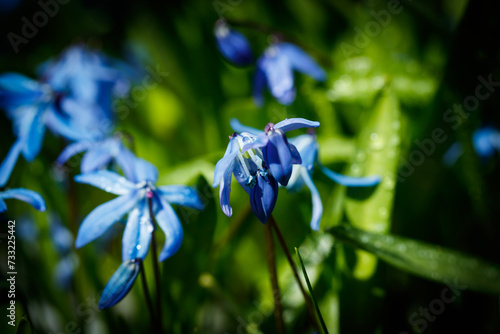 Closeup of blooming blue scilla luciliae flowers with raindrops in sunny day. First spring bulbous plants. Selective focus with bokeh effect.