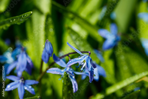 Closeup of blooming blue scilla luciliae flowers with raindrops in sunny day. First spring bulbous plants. Selective focus with bokeh effect.
