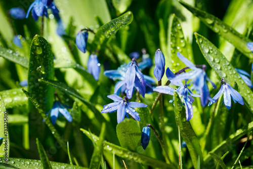 Closeup of blooming blue scilla luciliae flowers with raindrops in sunny day. First spring bulbous plants. Selective focus with bokeh effect.