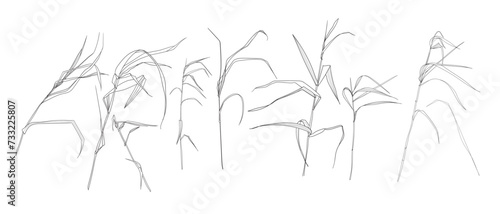  Field flowers and grasses  line drawing. Vector illustration