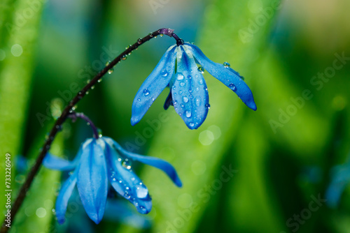 Closeup of blooming blue scilla luciliae flowers with raindrops in sunny day. First spring bulbous plants. Selective focus with bokeh effect.