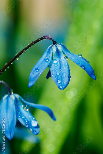 Closeup of blooming blue scilla luciliae flowers with raindrops in sunny day. First spring bulbous plants. Selective focus with bokeh effect.