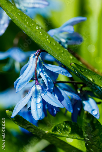 Closeup of blooming blue scilla luciliae flowers with raindrops in sunny day. First spring bulbous plants. Selective focus with bokeh effect.