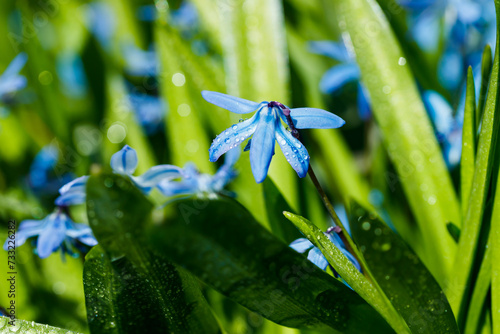 Closeup of blooming blue scilla luciliae flowers with raindrops in sunny day. First spring bulbous plants. Selective focus with bokeh effect.