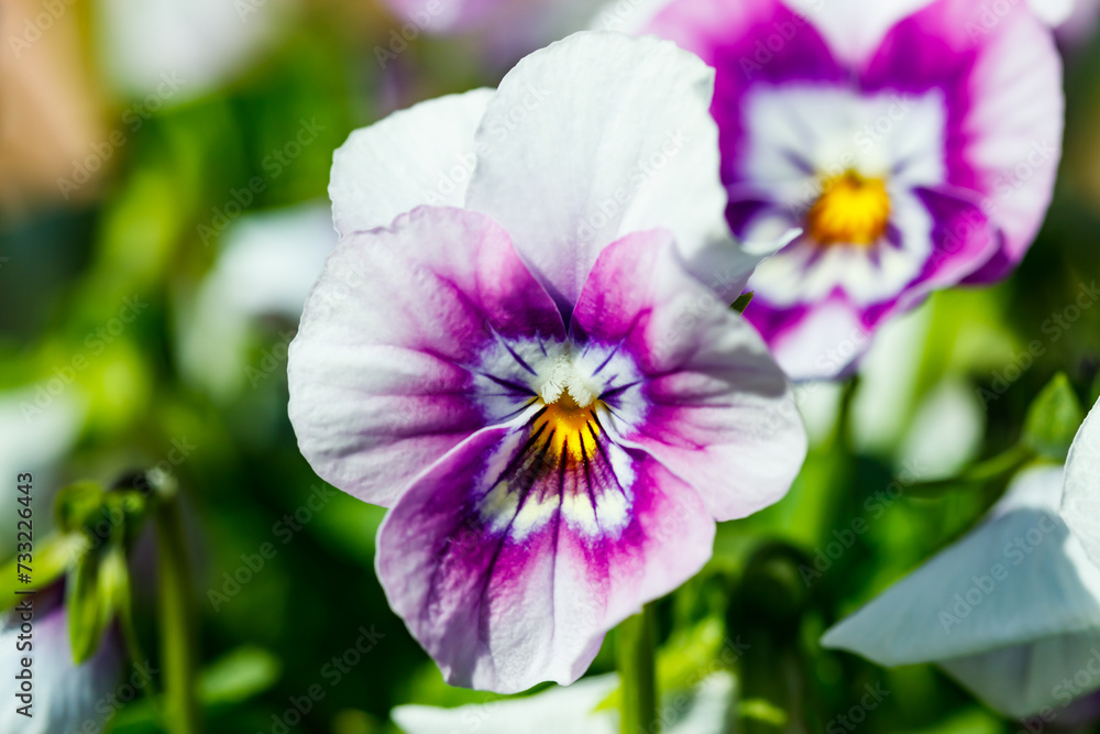 White with violet pansy flowers in the garden, close up. White with violet pansy flowers in the garden, close up.