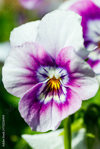 White with violet pansy flowers in the garden, close up.