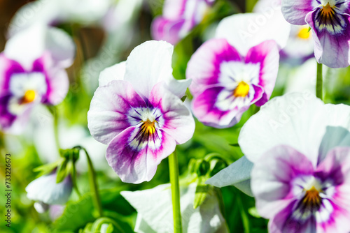 White with violet pansy flowers in the garden, close up.