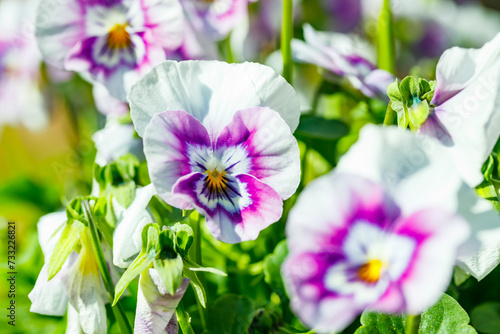 White with violet pansy flowers in the garden, close up.