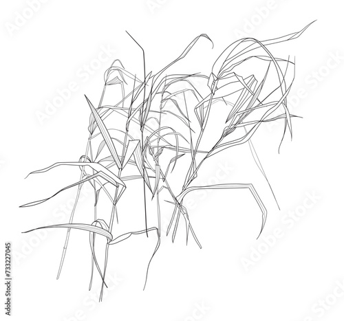 Field grasses, line drawing. Vector illustration