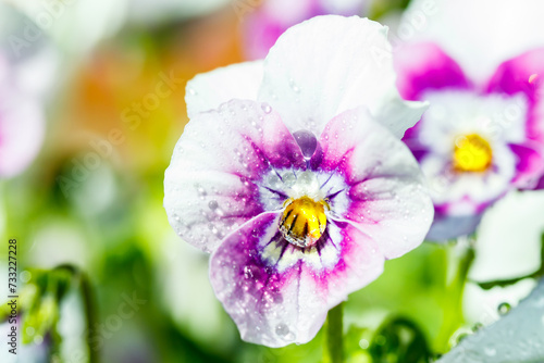White with violet pansy flowers with raindrops in the garden, close up.