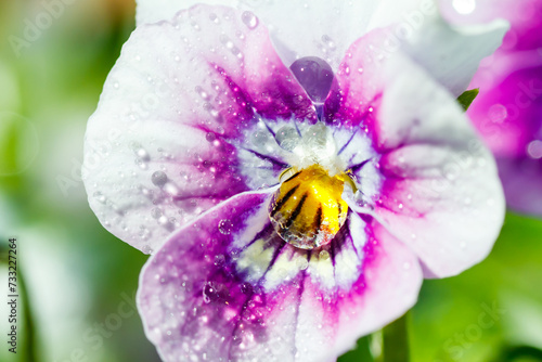 White with violet pansy flowers with raindrops in the garden, close up.