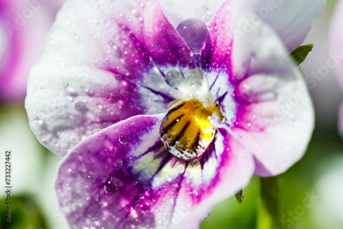 White with violet pansy flowers with raindrops in the garden, close up.