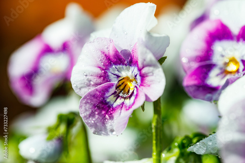 White with violet pansy flowers with raindrops in the garden, close up.