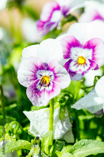 White with violet pansy flowers with raindrops in the garden, close up.
