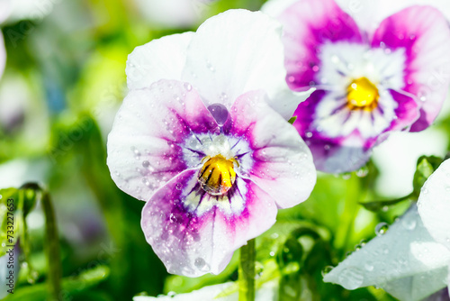 White with violet pansy flowers with raindrops in the garden, close up.