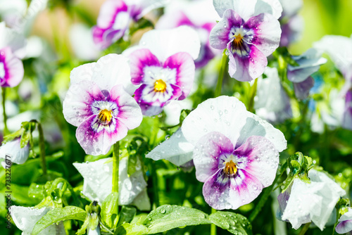 White with violet pansy flowers with raindrops in the garden, close up.
