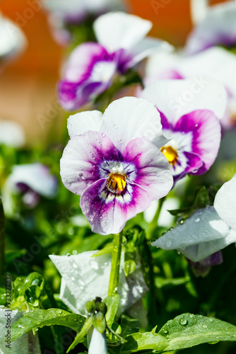 White with violet pansy flowers with raindrops in the garden, close up.