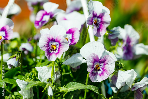 White with violet pansy flowers with raindrops in the garden, close up.