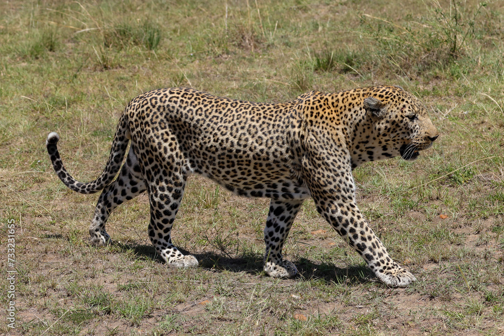 a big male leopard walks in the savannah of Maasai Mara NP a big male leopard walks in the savannah of Maasai Mara NP