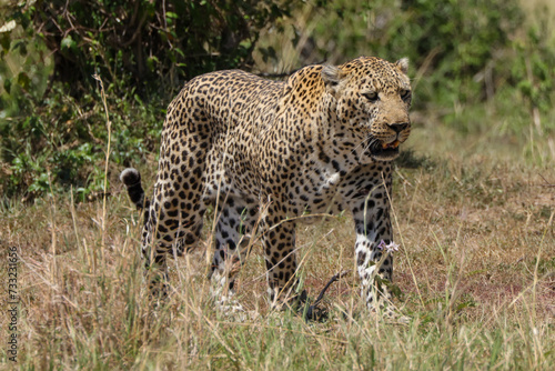 a big male leopard walks in the savannah of Maasai Mara NP