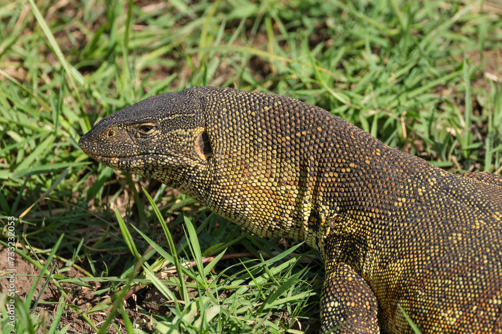 Fototapeta premium african nile monitor in Maasai Mara NP